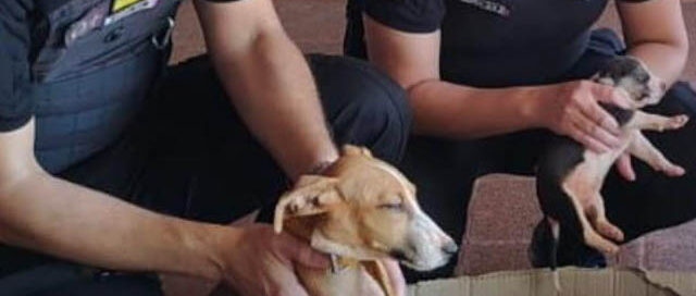 Los Helechos: rescataron a tres cachorros abandonados en cajas y fueron dados en adopción