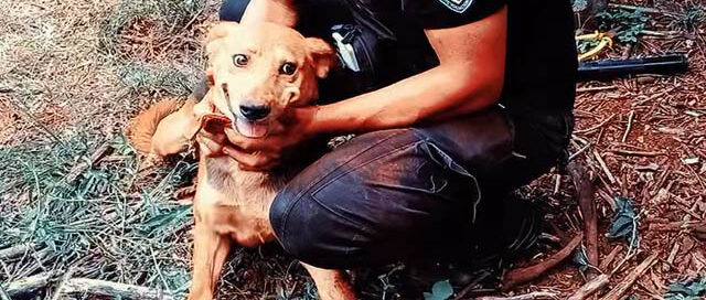 Piñalito Norte: la Policía rescató a un perro que había caído en un pozo de nueve metros