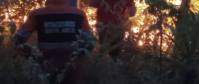 Santo Pipó: trabajan para controlar un incendio en una plantación de eucaliptos