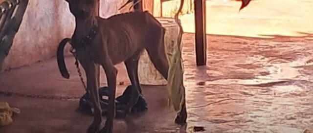 Perro en presunto estado de abandono fue asistido tras alerta vecinal en el barrio Norte de Oberá