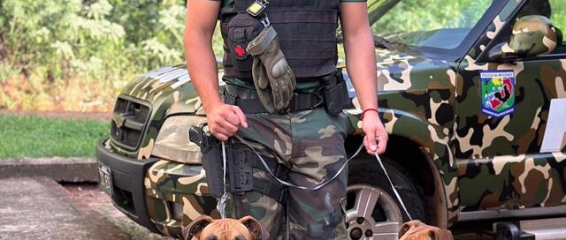 Buscan a los dueños de dos perros hallados en la Ruta Provincial 4 en Leandro N. Alem