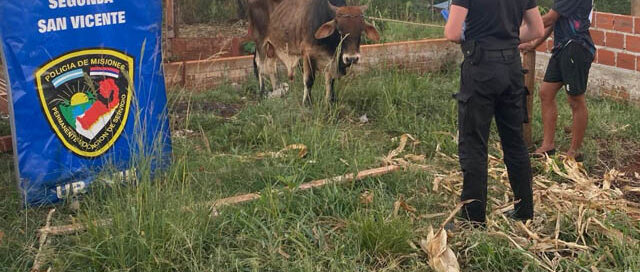 San Vicente: recuperaron un buey robado tras un rápido accionar policial