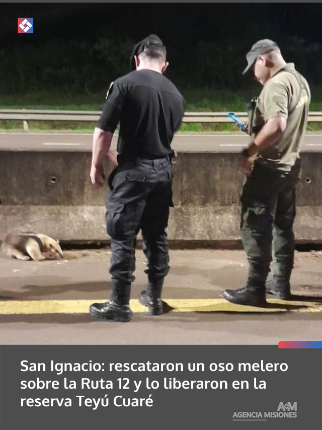 San Ignacio: rescataron un oso melero sobre la Ruta 12 y lo liberaron en la reserva Teyú Cuaré