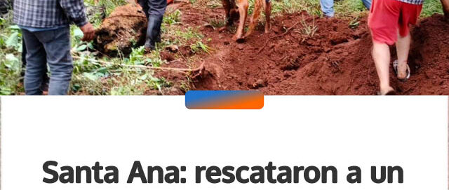 Santa Ana: rescataron a un vacuno que había caído en un pozo de cuatro metros de profundidad