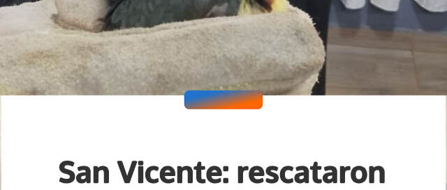 San Vicente: rescataron un arasarí fajado herido y lo trasladaron a un centro especializado