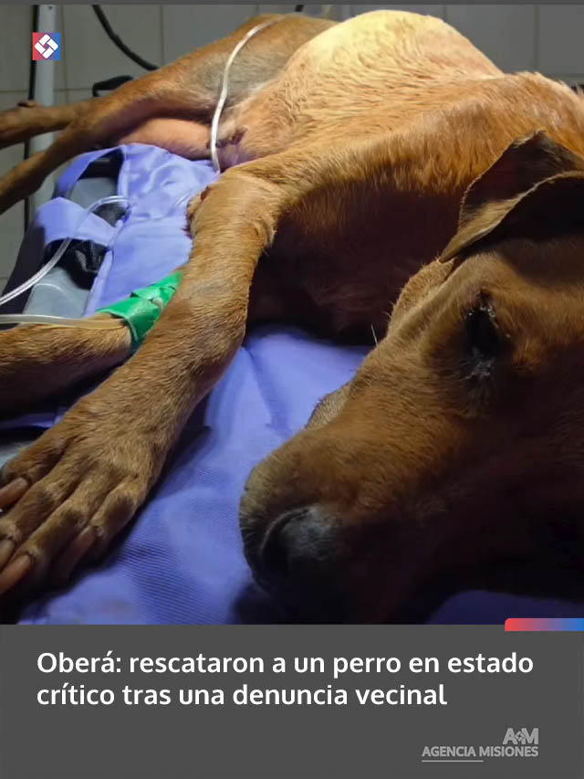 Oberá: rescataron a un perro en estado crítico tras una denuncia vecinal
