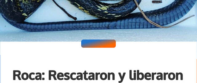 Roca: Rescataron y liberaron una serpiente hallada en una vivienda de Colonia Roca Chica